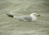 Ring-billed Gull at Westcliff Seafront (Steve Arlow) (67285 bytes)